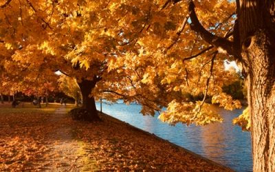 An Open Letter to My Father for Thanksgiving