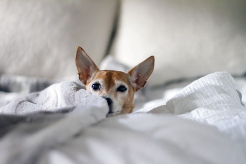 The Morning Routine