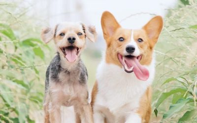 Do Dogs Go to Heaven?