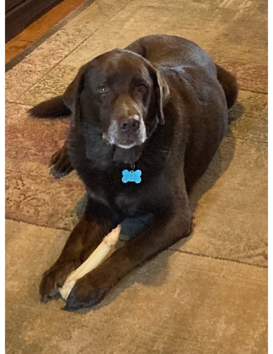 Chocolate Labs and Lightless Moons