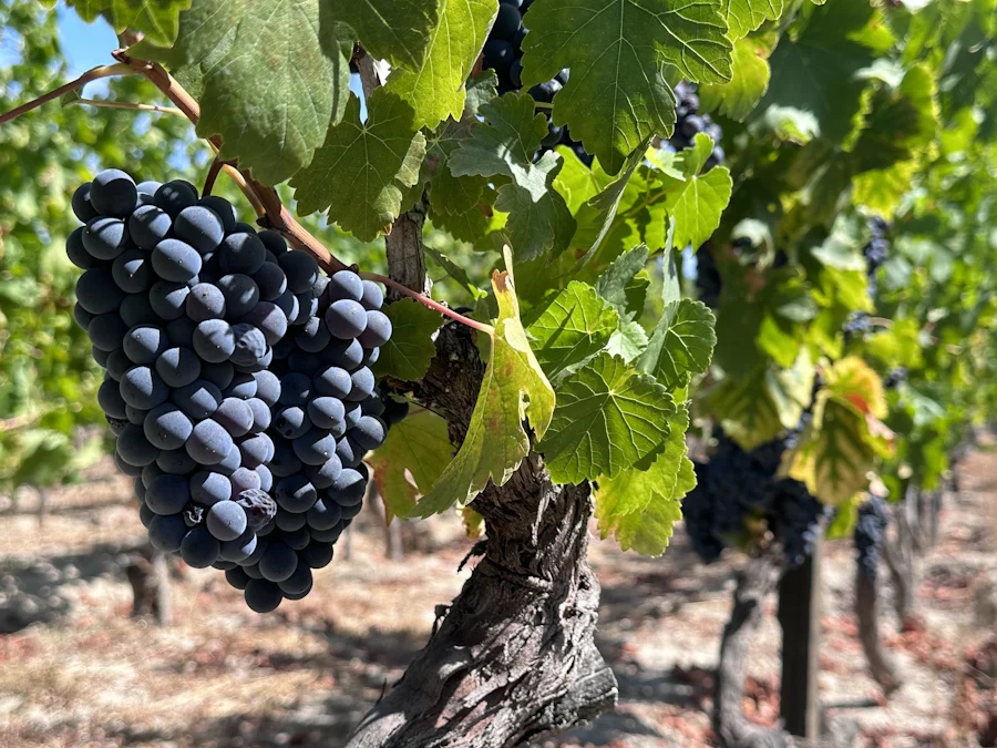 Abiding in The Vine